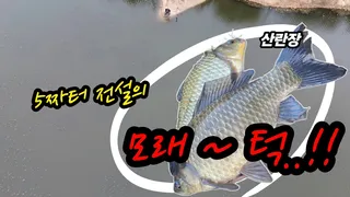 연밭 5짜터 산란장에 대물들이