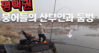평택권 붕어들의 산부인과 둠벙~13대편성 힘드네요~마구마구 나와요 #붕어낚시 #fishing #평택권산란장