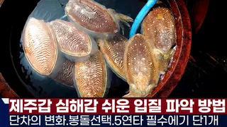 풍낚TV 제주갑 심해갑의 쉬운 입질 파악법/단차의 운용/봉돌선택/5연타 단 하나의 필수 에기/제주 에이스호/Cuttlefish War