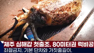 풍낚TV 제주 심해갑오징어 첫출조/기본단차와 가짓줄의 길이/좌절금지/제주 그레이호/Cuttlefish War in Je-Ju