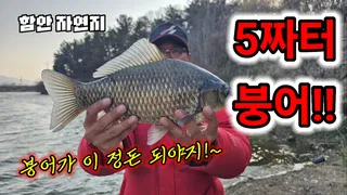 붕어가 이렇게 무겁냐/함안5짜터/대물붕어