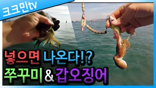쭈꾸미 낚시 영상 2갑오징어 홍원항
