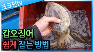 갑오징어 선상 낚시안면도 영목항