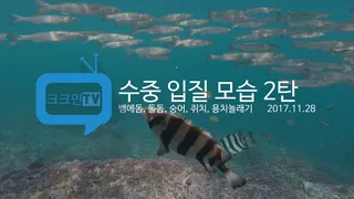 수중 입질 모습 2탄돌돔벵에돔쥐치숭어