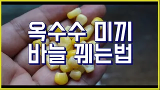 옥수수 미끼 바늘 꿰는법 숨꿰기