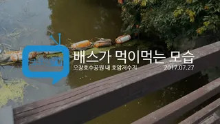 배스가 먹이 먹는 모습