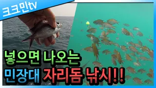 갯바위 자리돔 낚시붕킬채비