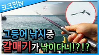 고등어 낚시 / 반유동 채비 / 고등어 회 & 구이