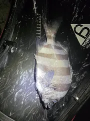 점보 16단 완성 쵸코파이님 덕분에 