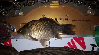 파라다이스에 미라클대포