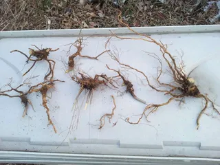 진달래뿌리 주걱 만들기