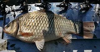 파라솔 하대봉 자작