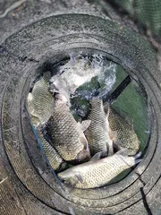 사오리 낚시터 조황입니다 