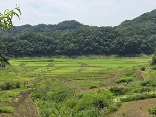 청풍 실리곡낚시터 41cm 조황입니다.