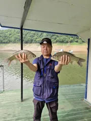 사오리 낚시터 조황정보