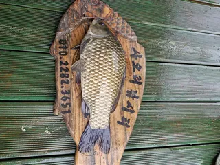 사오리 낚시터 조황정보