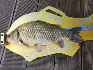 청풍 실리곡낚시터 42cm 조황입니다.