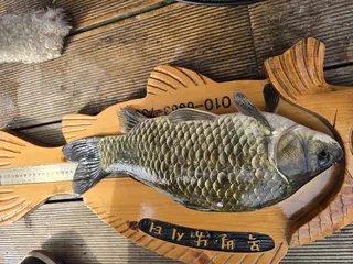 목벌낚시터 조황정보