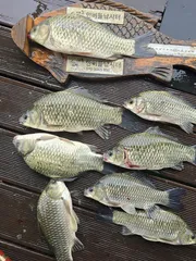 청풍 한버들 조황입니다