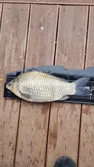 명서낚시터 조황입니다