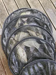 사오리 낚시터 조황정보