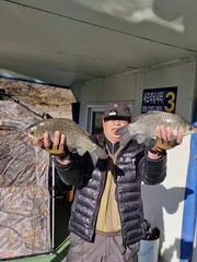 사오리 낚시터 조황정보