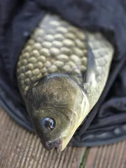 목벌 성적좋아요