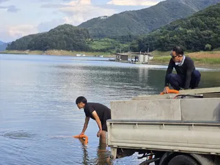 목벌 치어방류30만미.조황정보