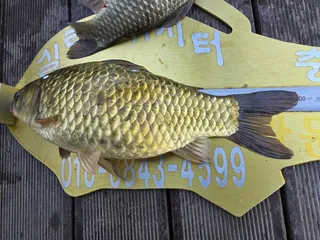 청풍 실리곡낚시터  조황입니다.