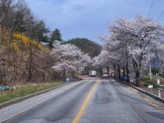 청풍 한버들 조황입니다