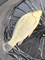 청풍 한버들 조황입니다