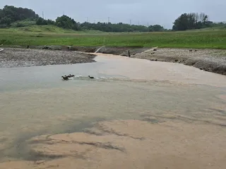청풍 한버들 조황입니다