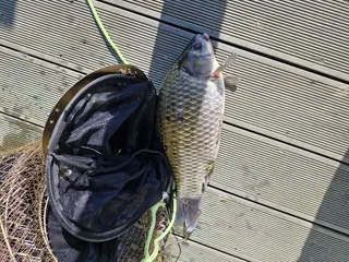 사오리 낚시터조황정보