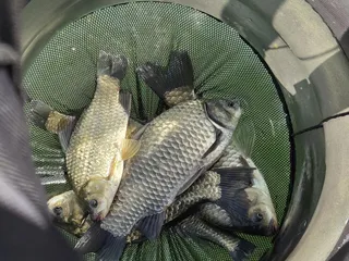 후산낚시터 조황안내