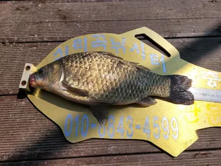 청풍실리곡낚시터 조황입니다.