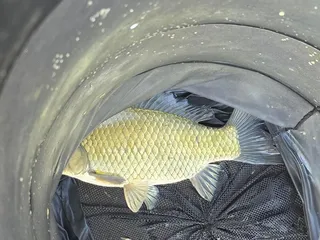 청풍 한버들 조황입니다