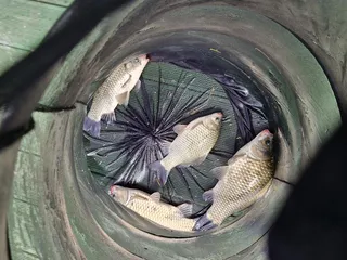 사오리 낚시터 조황정보