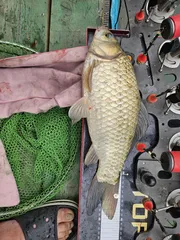 사오리 낚시터 조황정보