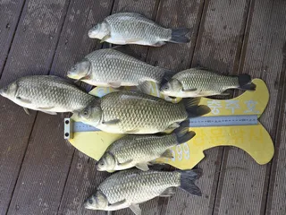 청풍 실리곡낚시터 조황입니다.