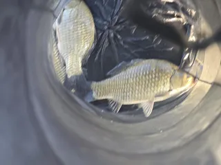 청풍 한버들 조황입니다