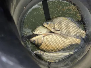 후산낚시터 조황안내