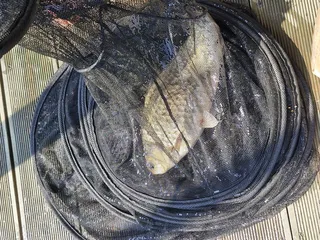 사오리 낚시티 조황정보