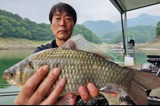 내림수위 호 조황 - 늘푸른