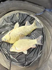 청풍 한버들 조황입니다