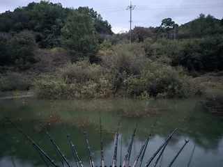 청풍 한버들 조황입니다