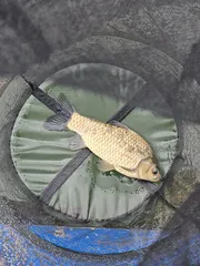 목벌 허리급.월척조황정보