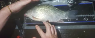 신매낚시터 9월 18일 조황