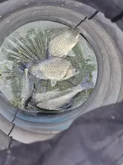 사오리 낚시터 조황정보