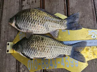 청풍실리곡낚시터 42cm 조황입니다.