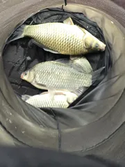 청풍 한버들 조황입니다